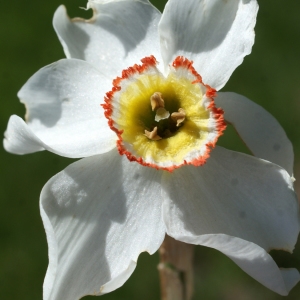 Photographie n°823728 du taxon Narcissus poeticus subsp. poeticus 