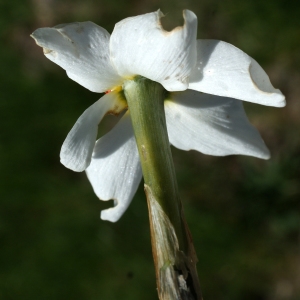 Photographie n°823729 du taxon Narcissus poeticus subsp. poeticus 