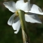  Liliane Roubaudi - Narcissus poeticus subsp. poeticus 