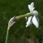  Liliane Roubaudi - Narcissus poeticus subsp. poeticus 