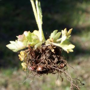 Photographie n°823746 du taxon Saxifraga granulata L. [1753]