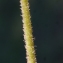  Liliane Roubaudi - Saxifraga granulata L. [1753]