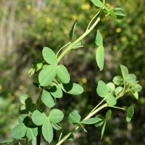 Photographie n°824141 du taxon Cytisophyllum sessilifolium (L.) O.Lang [1843]