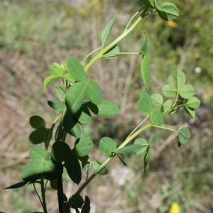 Photographie n°824143 du taxon Cytisophyllum sessilifolium (L.) O.Lang [1843]