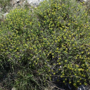 Photographie n°824217 du taxon Euphorbia spinosa L. [1753]