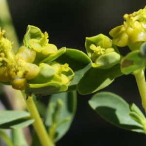 Photographie n°824220 du taxon Euphorbia spinosa L. [1753]