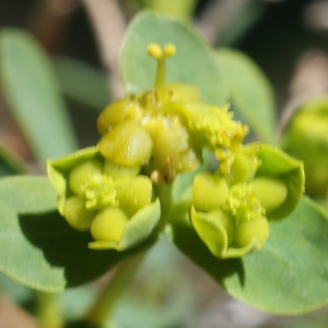 Photographie n°824221 du taxon Euphorbia spinosa L. [1753]