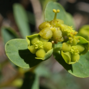 Photographie n°824225 du taxon Euphorbia spinosa L. [1753]