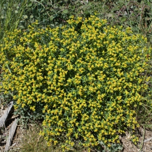 Photographie n°824230 du taxon Euphorbia spinosa L. [1753]