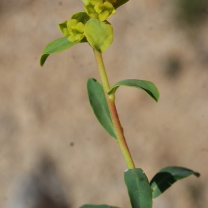 Photographie n°824232 du taxon Euphorbia spinosa L. [1753]