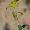  Liliane Roubaudi - Euphorbia spinosa L. [1753]