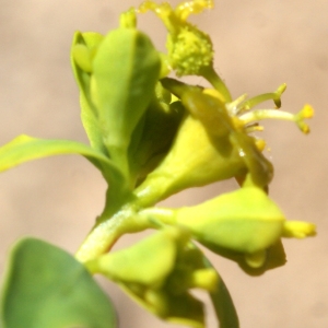 Photographie n°824233 du taxon Euphorbia spinosa L. [1753]