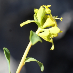 Photographie n°824234 du taxon Euphorbia spinosa L. [1753]