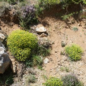 Photographie n°824236 du taxon Euphorbia spinosa L. [1753]