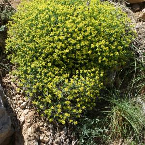 Photographie n°824237 du taxon Euphorbia spinosa L. [1753]