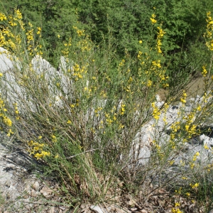 Photographie n°824246 du taxon Genista cinerea (Vill.) DC. [1805]