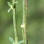  Liliane Roubaudi - Genista cinerea (Vill.) DC. [1805]