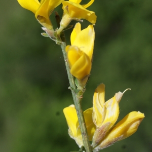 Photographie n°824255 du taxon Genista cinerea (Vill.) DC. [1805]