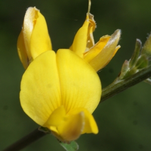 Photographie n°824256 du taxon Genista cinerea (Vill.) DC. [1805]