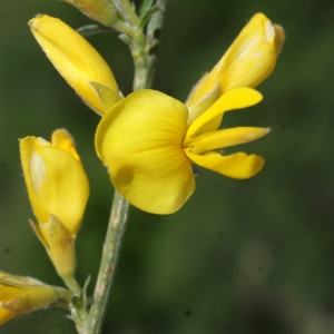 Photographie n°824257 du taxon Genista cinerea (Vill.) DC. [1805]