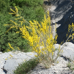 Photographie n°824262 du taxon Genista cinerea (Vill.) DC. [1805]