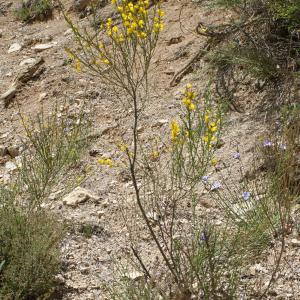 Photographie n°824265 du taxon Genista cinerea (Vill.) DC. [1805]