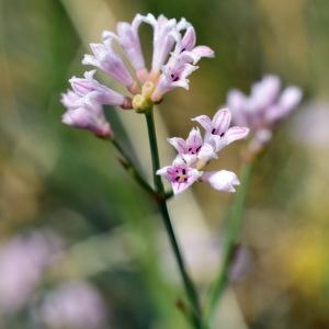 Photographie n°824772 du taxon Asperula L. [1753]