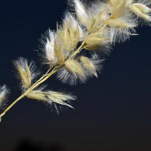 Photographie n°824792 du taxon Imperata cylindrica (L.) Räusch. [1797]