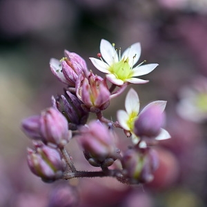 Photographie n°824797 du taxon Sedum album L.