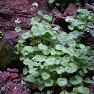 Photographie n°825176 du taxon Cardamine asarifolia L. [1753]