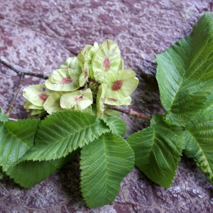 Photographie n°825315 du taxon Ulmus montana Stokes [1787]