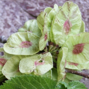 Photographie n°825316 du taxon Ulmus montana Stokes [1787]