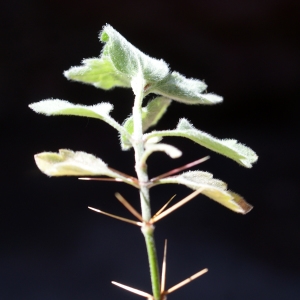 Photographie n°825720 du taxon Ballota frutescens (L.) J.Woods [1850]