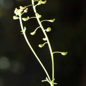 Photographie n°825725 du taxon Hornungia petraea (L.) Rchb. [1838]