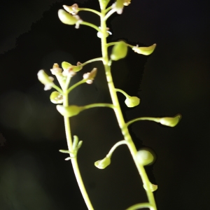 Photographie n°825731 du taxon Hornungia petraea (L.) Rchb. [1838]