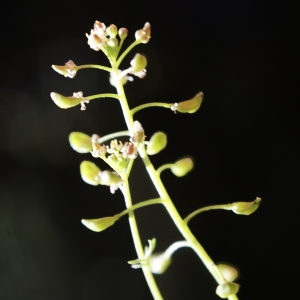 Photographie n°825732 du taxon Hornungia petraea (L.) Rchb. [1838]