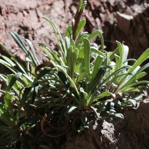 Photographie n°825738 du taxon Saxifraga callosa Sm. [1791]