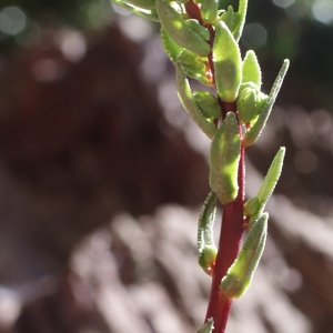 Photographie n°825740 du taxon Saxifraga callosa Sm. [1791]