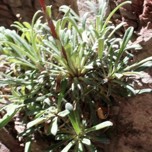 Photographie n°825743 du taxon Saxifraga callosa Sm. [1791]