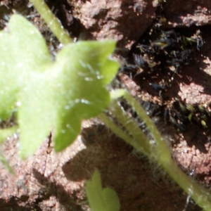 Photographie n°825775 du taxon Saxifraga granulata L. [1753]