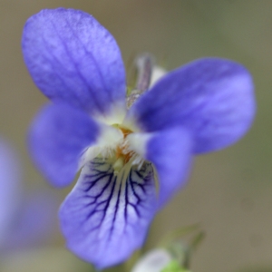 Viola rupestris F.W.Schmidt (Violette des rochers)