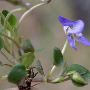 Photographie n°825796 du taxon Viola rupestris F.W.Schmidt [1791]