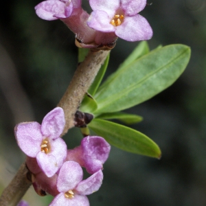 Photographie n°825830 du taxon Daphne mezereum L. [1753]