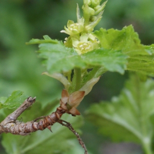 Photographie n°825845 du taxon Ribes alpinum L. [1753]