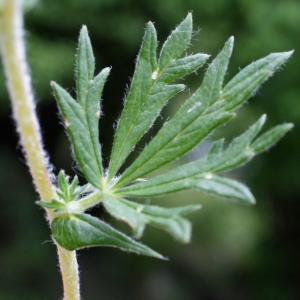 Photographie n°826137 du taxon Potentilla collina Wibel [1799]