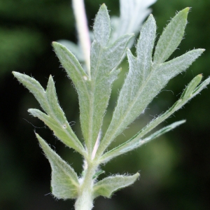 Photographie n°826138 du taxon Potentilla collina Wibel [1799]