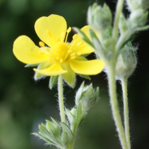 Photographie n°826144 du taxon Potentilla collina Wibel [1799]