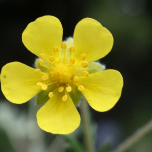  - Potentilla collina Wibel [1799]