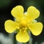  Liliane Roubaudi - Potentilla collina Wibel [1799]