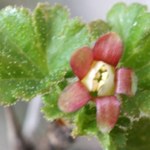 Photographie n°826154 du taxon Ribes uva-crispa L. [1753]